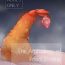 Bucetuda Ebi Fry Sou Uke Anthology | The Anthology of Fried Shrimp Really Getting Around Plug